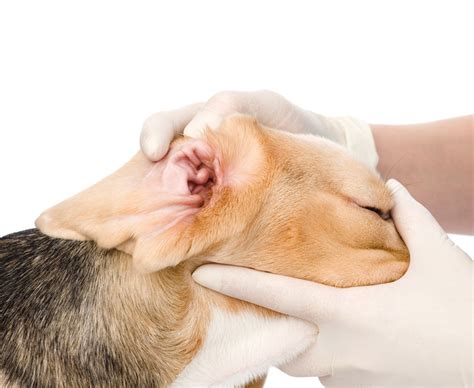 Dog Ear Problems General Dog Health Care Dogs Guide Omlet Uk
