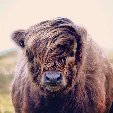 Hairstyle By Jef Martin 500px Cow Pictures Highland Cattle Cute Cows