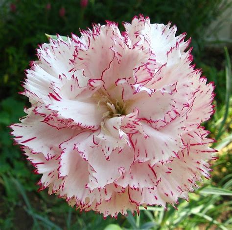Plantfiles Pictures Dianthus Species Carnation Clove Pink Border