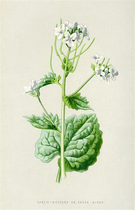 Garlic Mustard Date 1894 Drawing By Mary Evans Picture Library Pixels