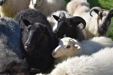 Why The Icelandic Sheep Is Perfect For Homestead And Small Farms
