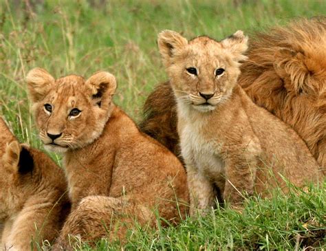 Lion Cubs Too Cute Photograph By Nancy D Hall