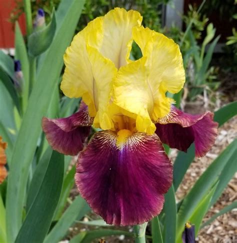 Tall Bearded Iris Iris Blatant In The Irises Database