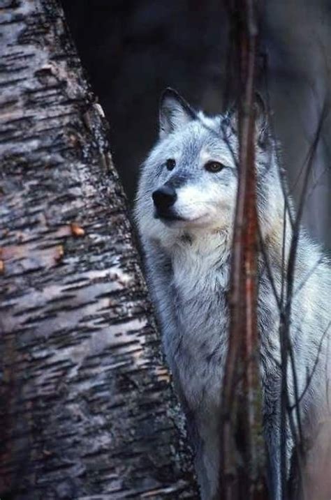 Pin By Angeilina Erwin Rodriguez On Gray Wolf Animals Beautiful