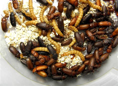 Mealworms For Chickens The Benefits And How To Raise It