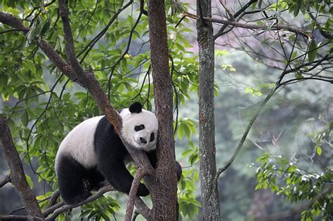 Giant Panda Climbing In A Tree Ailuropoda Melanoleuca Framed Photos