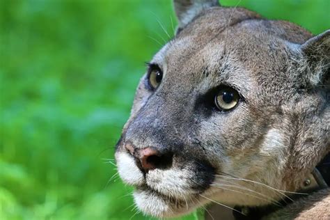Long Vanished Eastern Puma That Was Driven To Extinction By Humans