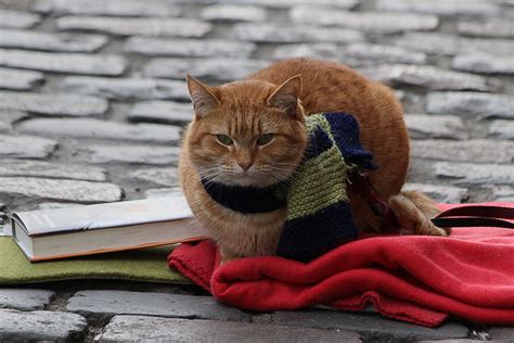 It is based on the book of same name and the world according to bob by james bowen. Pet Project: A Street Cat Named Bob To Launch A Cat Café ...