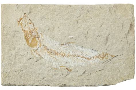 285 Cretaceous Fossil Fish Lebanon 238357 For Sale