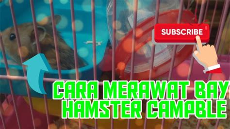 Cara merawat kenari umur 2 bulan agar cepat gacor. Cara Merawat bayi hamster campbell - YouTube