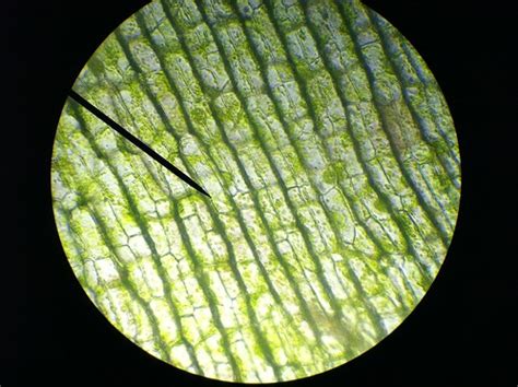 9142020 test openstax biology 2e chapter 4 cell structure. Plant cell types and features flashcards | Quizlet