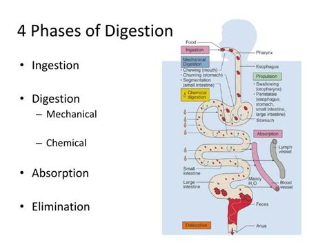 ppt digestive system powerpoint presentation id 2406408
