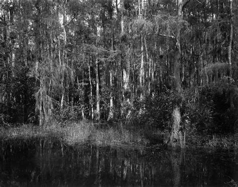 Big Cypress Preserve Bw Photograph By Rudy Umans Fine Art America