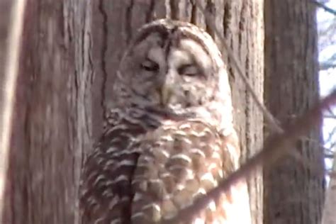 How Do Owls Turn Their Heads All The Way Around Heres The Science