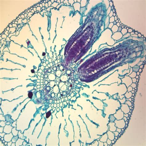 Lateral Root Origin Cs 12 µm Microscope Slide Carolina Biological
