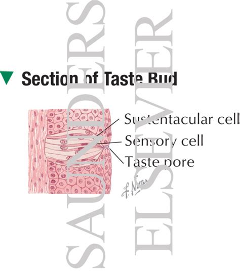 Section Of Taste Bud