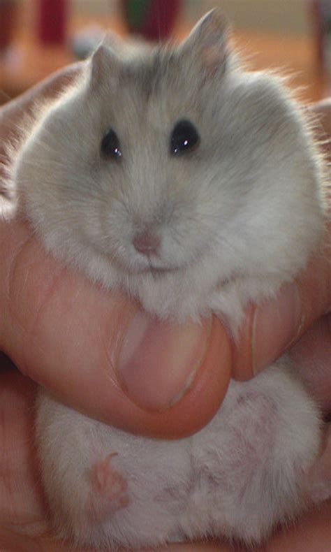 Hamster Wallpaper 3dappstore For Android