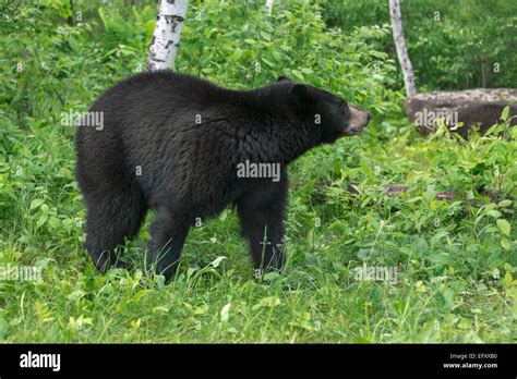 Black Bear Side View High Resolution Stock Photography And Images Alamy