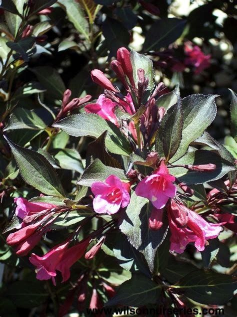 It worked really well because the finished rose is spectacular! Wine & Roses® Weigela - Wilson Nurseries