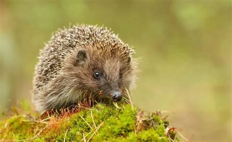 17 Different Types Of Hedgehogs Plus Fun Facts Nayturr