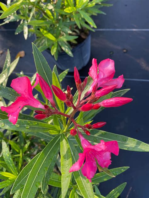 Oleander Calypso Pink Nerium Oleander 10 Inch Pot Etsyde