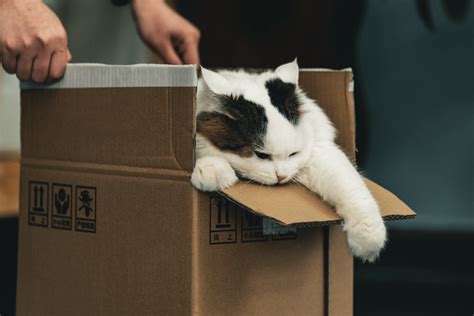 Why Do Cats Like Boxes Catipilla