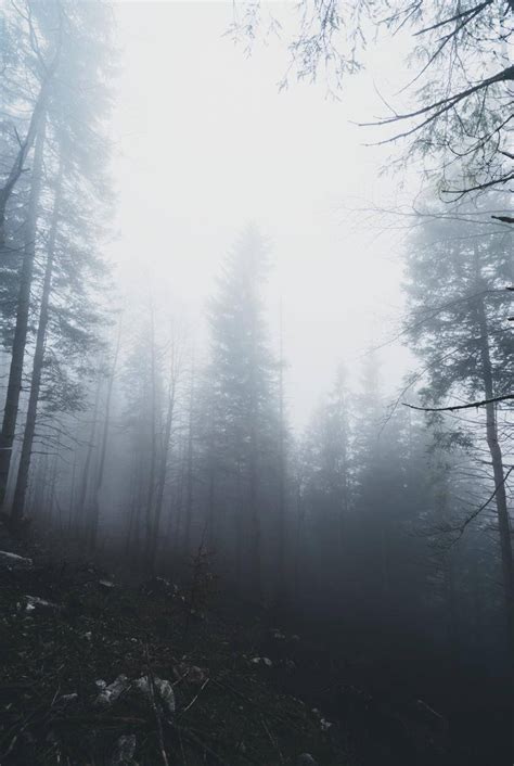 Top 999 Foggy Forest Wallpaper Full Hd 4k Free To Use