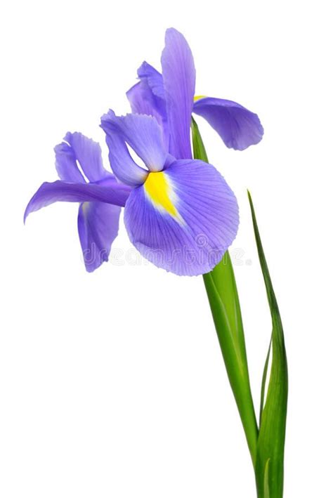 Purple Iris Flower Stock Photo Image Of Dark Blossoming 30299688