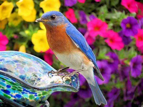 20 Beautiful Pictures Of Bluebirds Birds And Blooms