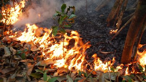Amazon Forest Fires Heres What You Need To Know And What You Can Do