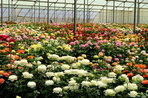 Cv in pablo penantly co. Flower Farms Resume Operations as Exports Rise to 60% - Kenyan Wallstreet