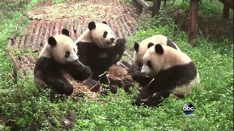 Pandas No Longer Endangered Youtube