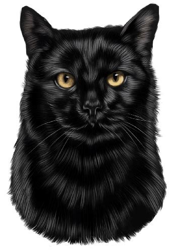 Black Cat Decal Car Window Sticker