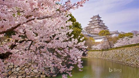 Japan Cherry Blossoms Himeji Castle 2020 Bing Desktop Preview