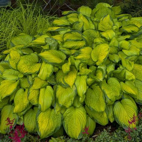 Walters Gardens Variety Hosta Stained Glass Exhibits