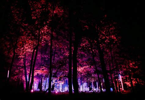 Moment Factorys ‘north Forest Lights In The Us Reconnect People To Nature