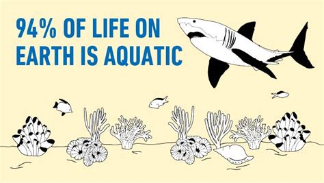 Celebrating Our Oceans Fun Facts About Marine Life