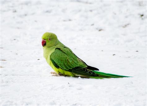 Parrot In The Snow Flickr Photo Sharing