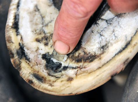 Horse Hoof Abscesses Symptoms Treatment And Prevention Equimed