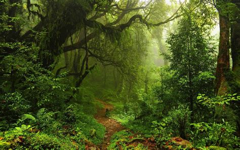 Amazon Fondos De Pantalla Hd Bosque Paisaje Natural Naturaleza Bosque