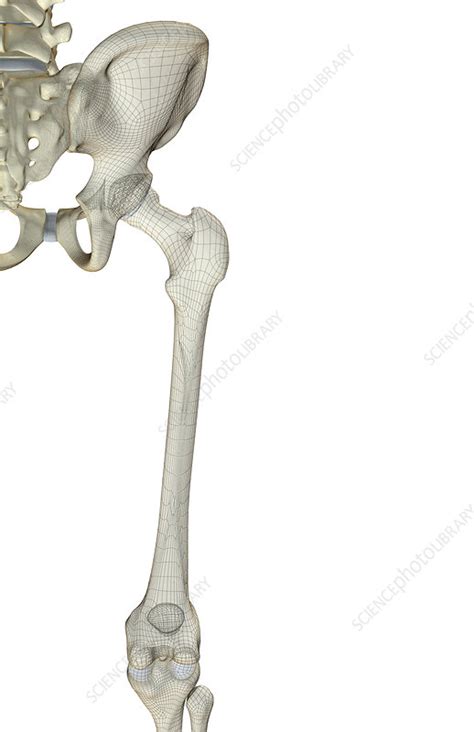 The Bones Of The Hip And Lower Limb Stock Image F0019661 Science