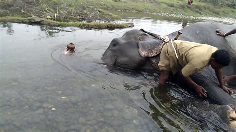 Bathing Elephant In River Youtube