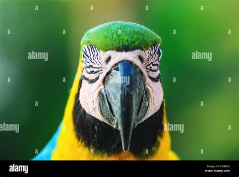 Blue And Yellow Macaw Known As Arara Caninde In Brazil Front View Of A