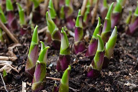 When And How To Divide Hostas Gardeners Path