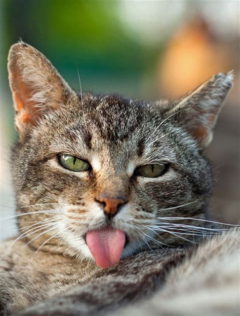 10 Cats Making Silly Faces Catster