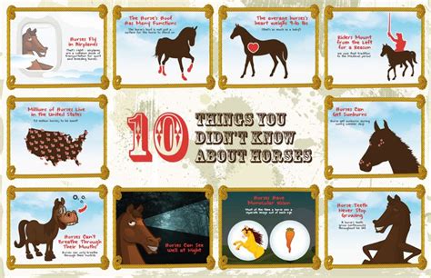 10 Things You Didnt Know About Horses Horse Facts Horse