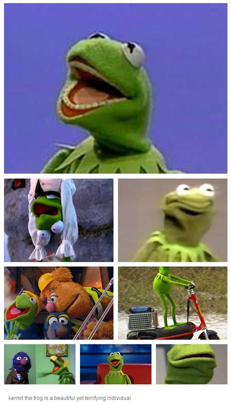 A Beautiful Yet Terrifying Individual Kermit The Frog