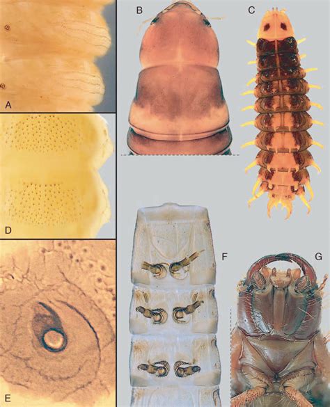 Phylogeny Of The Coleoptera Based On Morphological Characters Of Adults And Larvae