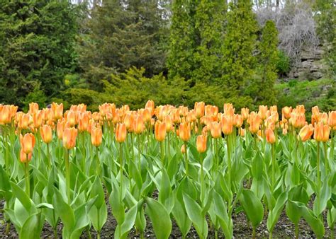 15 Orange Tulips 🧡 Discover The Beauty And Variety Of This Vibrant