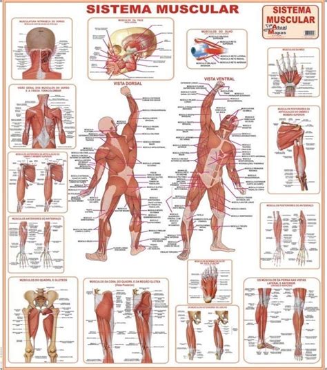 Arriba 103 Foto Imagenes De Todos Los Musculos Del Cuerpo Humano